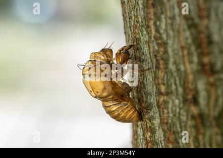 Skin of a cicada nymph (Cicadidae) on a tree trunk. Macro photography. Stock Photo