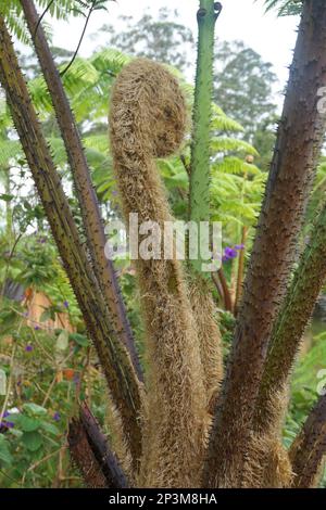 closeup of fern bud in the tropical rain forest with sunbeam Stock ...