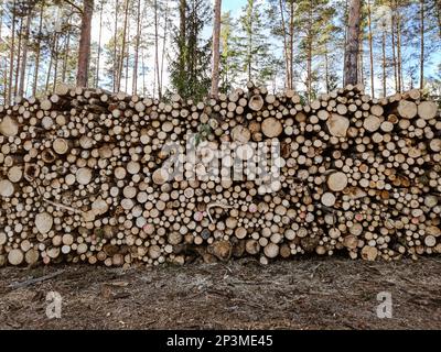 Big pile of freshly cut logs in a forest. Massive deforestation. Cut down trees in forest. High quality photo Stock Photo