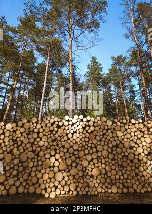 Big pile of freshly cut logs in a forest. Massive deforestation. Cut down trees in forest. High quality photo Stock Photo