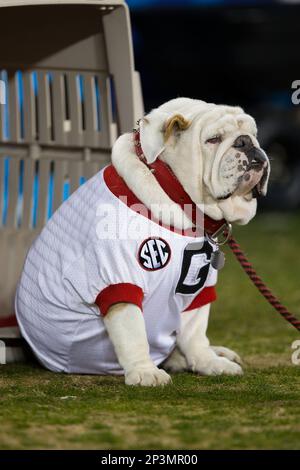 Georgia Bulldogs mascot UGA IX sports his own jersey during the Belk Bowl  against the Louisville Cardinals at Bank of America Stadium on December 30,  2014 in Charlotte, North Carolina. The Bulldogs