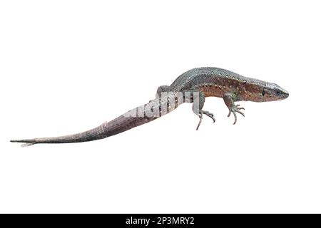 A small lizard in his hands against the grass, isolated on a white background. Wild reptile close-up held by man Stock Photo