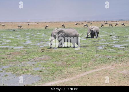 Two African elephants (Loxodonta africana) feeding in a shallow fresh water swamp with zebras and wildebeest on drier ground behind Stock Photo