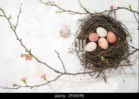 Bird nest with Easter eggs and pink flowering quince branches on a rustic white background, high angle view from above, copy space, selected focus, na Stock Photo