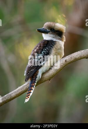 Laughing Kookaburra - Dacelo novaeguineae big kingfisher sitting on the branch in green forrest  in Tasmania, Australia. Hunter bird perching and wait Stock Photo