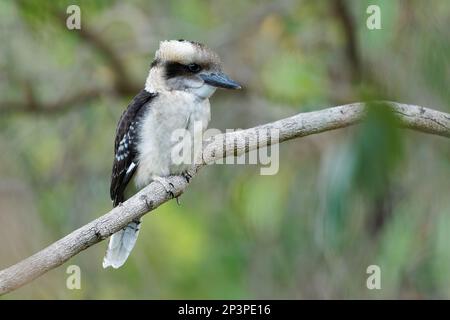 Laughing Kookaburra - Dacelo novaeguineae big kingfisher sitting on the branch in green forrest  in Tasmania, Australia. Hunter bird perching and wait Stock Photo