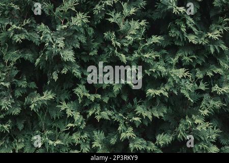 Background of thuja leaves. Thuja tree foliage, top view. Stock Photo