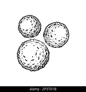 Leukocyte white blood cells isolated on white background. Hand drawn scientific microbiology vector illustration in sketch style Stock Vector