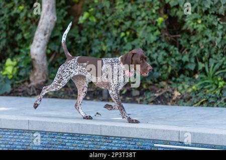 Cute German Shorthaired Pointer in the backyard Stock Photo