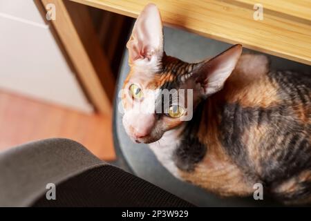 Beautiful domestic Cornish Rex cat looking at the camera on a chair in a home room Stock Photo