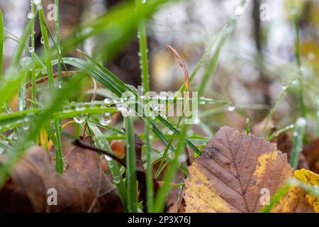 Raindrops on a grass Stock Photo