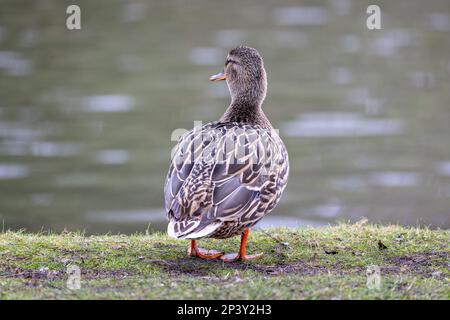 Close up of a female Mallard from behind with head turned sideways against a soft diffused green background Stock Photo