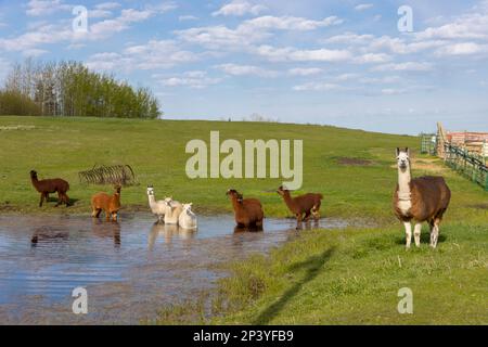 alpacas and llama playing in pond Stock Photo