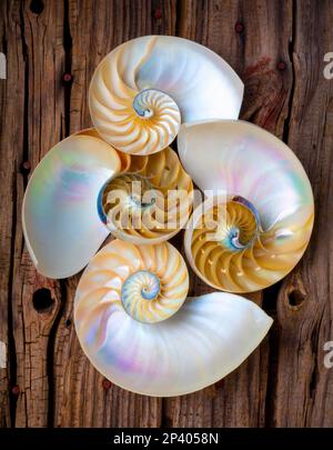 Natures Four Chambered Nautilus Seashells Still life Stock Photo