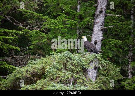 Adult bald eagle, Haliaeetus leucocephalus, perched on a Sitka Spruce in the Inian Islands, Southeast Alaska, USA. Stock Photo