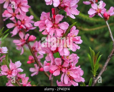 Blooming Pink Branch of decorative Almonds close up, selective focus. Prunus tenella dwarf Almond pink petals flowers in bloom on branches, beautiful Stock Photo