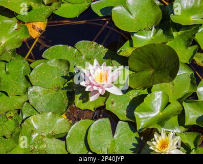 Pink water lily with green leaves. Pink water lilies or Marliacea Rosea lotus flowers in garden pond. Stock Photo