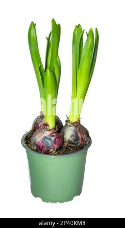 Hyacinth bulbs and stems in plastic pot isolated on white background. Object with clipping mask Stock Photo