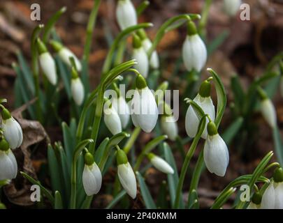 Closeup Beautiful First flowers Snowdrops in Spring Forest. Tender spring flowers snowdrops harbingers of warming symbolize the arrival of spring. Sce Stock Photo