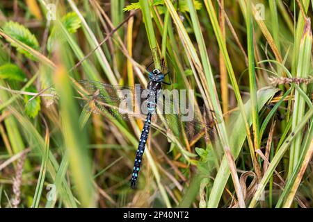 A colorful dragonfly in Port Althorp, Chichagof Island, Southeast Alaska, USA. Stock Photo