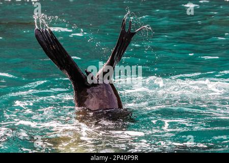 Steller sea lion, Eumetopias jubatus, diving with its flippers in the air in the Inian Islands in southeast Alaska, USA. Stock Photo