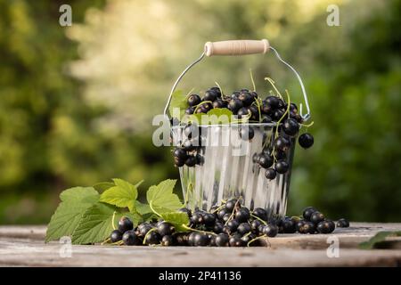 Black currant. Fresh fruit in the garden Stock Photo