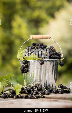 Black currant. Fresh fruit in the garden Stock Photo