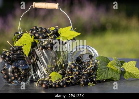 Black currant. Fresh fruit in the garden Stock Photo