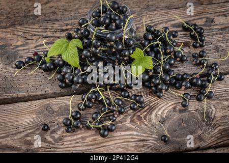 Black currant. Fresh fruit in the garden Stock Photo