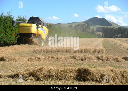 DARFIELD, NEW ZEALAND, FEBRUARY 12, 2023: A combine harvester takes in the new season's wheat harvest on the Canterbury Plains, South Island, New Zeal Stock Photo