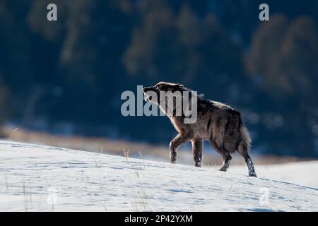 Wild Gray Wolf (Black phase) Howling in Yellowstone National Park Stock Photo