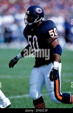 Chicago Bears linebacker Mike Singletary looms in on Minnesota Vikings  quarterback Steve Dils as he fumbles in the fourth quarter of game causing  an 11-yard loss, Dec. 11, 1983 in Minneapolis. Dils