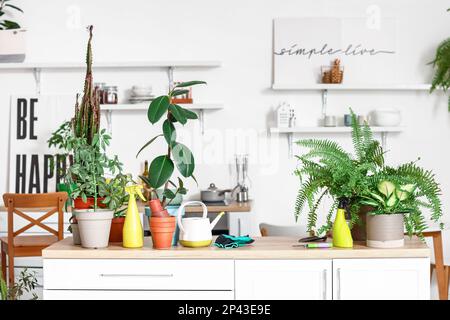 Different houseplants with gardening tools on table in kitchen Stock Photo