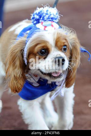 Dogs dressed as New York Mets players walk the warning track for