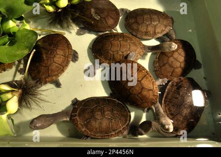 Freshwater turtles that are threatened by extinction risk (critically endangered) and are endemic to Rote Island of Indonesia, the snake-necked turtles (Chelodina mcccordi), at a licensed ex-situ wildlife breeding facility in Jakarta. Stock Photo