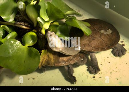 Freshwater turtles that are threatened by extinction risk (critically endangered) and are endemic to Rote Island of Indonesia, the snake-necked turtles (Chelodina mcccordi), at a licensed ex-situ wildlife breeding facility in Jakarta. Stock Photo