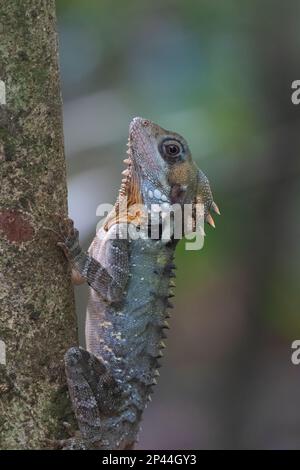 Close up of a Boyd's Forest Dragon (Hypsilurus boydii) climbing up a tree trunk, Atherton Tablelands, Queensland, Australia Stock Photo