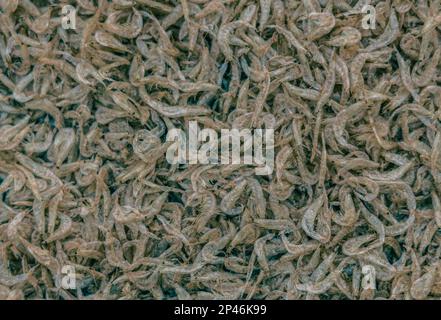 Plenty of dry shrimp background market for sell. Close-up pile texture detail bright light pink pale tone Stock Photo