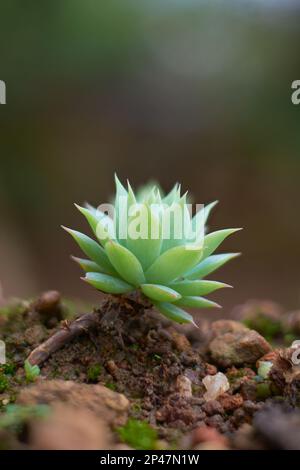 single fleshy and engorged succulent plant, known as succulents, water storing and air purifying houseplant in selective focus and copy space Stock Photo