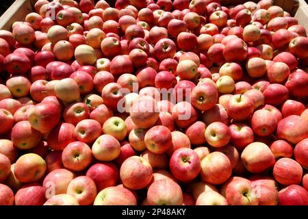 Granny Smith – Shenandoah Valley Orchards