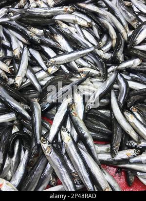 Raw anchovies (Turkish: Hamsi) on the fish counter. Stock Photo