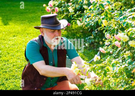 Mature man gardener. Senior planting flowers at garden. Farmer in garden cutting roses. Portrait of mature old man taking care of rose bushes, working Stock Photo