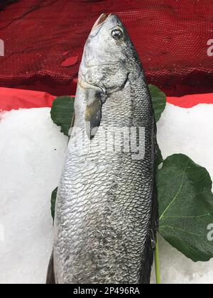 Raw rock perch (Turkish: Kaya Levrek) on the fish counter. Stock Photo