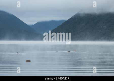 Ducks on Lake Rotoiti in the early morning as mist rises off the water, in Nelson Lakes National Park in Aotearoa New Zealand. Stock Photo