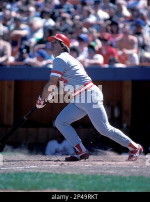 New York Mets Gary Carter (8) in action during a game from his 1986 season  at Shea Stadium in Flushing Meadows, New York. Gary Carter played for 19  years and was inducted