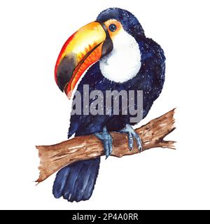 Watercolor exotic tropical animal bird toucan sitting on branch isolated. Stock Photo