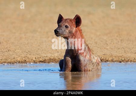 A blood covered spotted hyena (Crocuta crocuta) in shallow water, Kalahari desert, South Africa Stock Photo