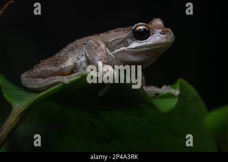 Southern brown tree frog (Litoria ewingii) an introduced species in New Zealand, this frog is native to Australia. Stock Photo