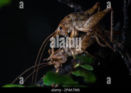 A pair of ground weta (Hemiandrus) mating at night in Nelson Lakes National Park in Aotearoa New Zealand. Stock Photo