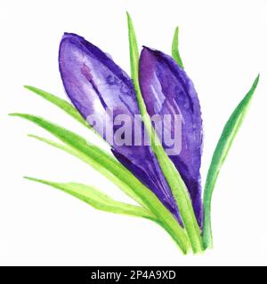 Watercolor hand drawn violet purple crocus flower isolated. Stock Vector